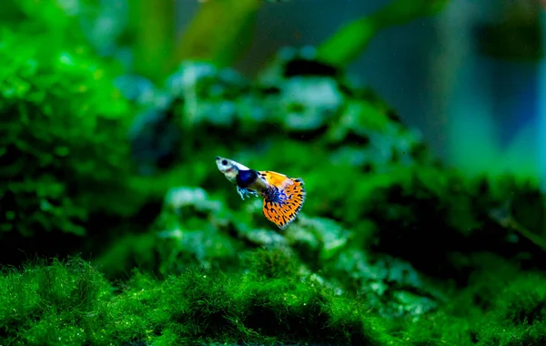 Sladkovodní Akvarijní Ryby Guppy Poecilia Reticulata Milionáři Duhové Ryby — Stock fotografie