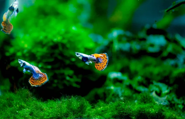 Tatlı su akvaryum balığı, guppy (Poecilia reticulata), milyonbalığı, gökkuşağı balığı