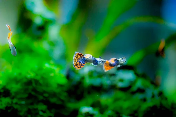 Freshwater Aquarium Fish Guppy Poecilia Reticulata Millionfish Rainbow Fish — Stock Photo, Image