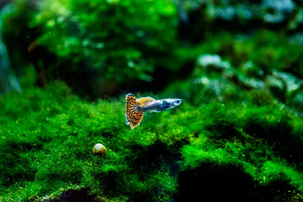 Poissons Aquarium Eau Douce Guppy Poecilia Reticulata Poissons Millionnaires Poissons — Photo