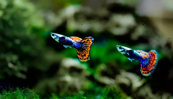 Tatlı Akvaryum Balığı Guppy Poecilia Reticulata Milyonbalığı Gökkuşağı Balığı — Stok fotoğraf