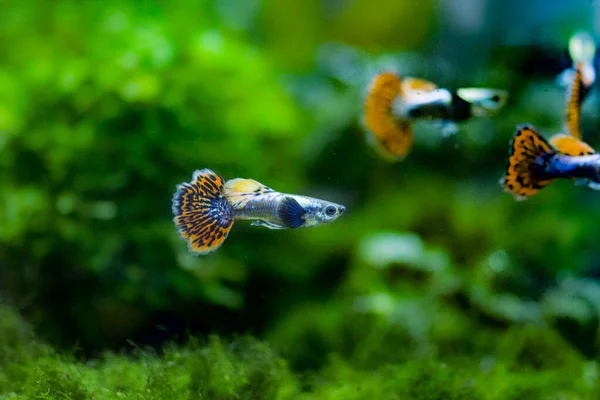 Sladkovodní Akvarijní Ryby Guppy Poecilia Reticulata Milionáři Duhové Ryby — Stock fotografie