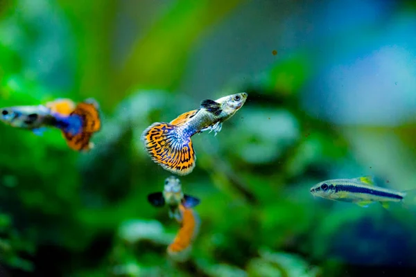 Tatlı su akvaryum balığı, guppy (Poecilia reticulata), milyonbalığı, gökkuşağı balığı