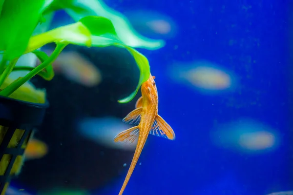 Loricaria Rineloricaria Rojo Bagre Lagarto Rojo — Foto de Stock