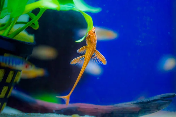 Loricaria Rineloricaria Merah Ikan Lele Kadal Merah — Stok Foto