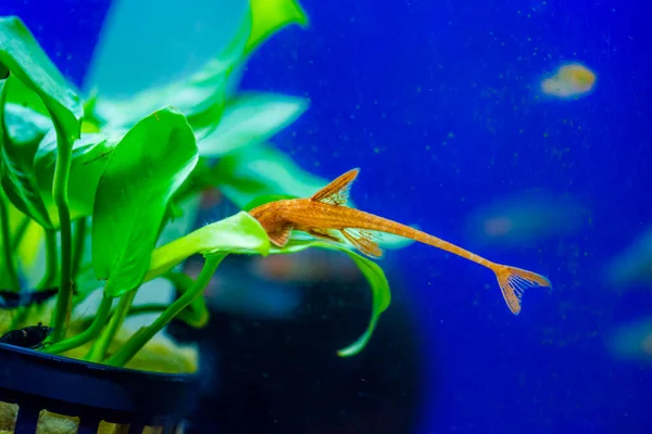 Loricaria Rineloricaria Rojo Bagre Lagarto Rojo —  Fotos de Stock