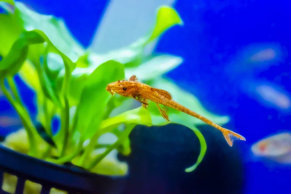 Loricaria Rineloricaria Rojo Bagre Lagarto Rojo —  Fotos de Stock