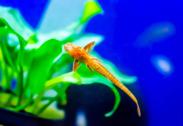 Loricaria Rineloricaria Rouge Lézard Rouge Poisson Chat — Photo