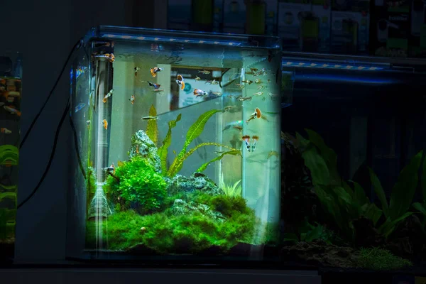 Süßwasser Und Meerwasseraquarium Mit Fischen Pflanzen Garnelen Und Mehr — Stockfoto