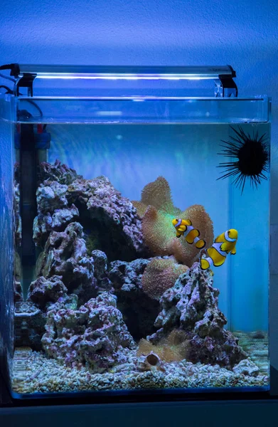 Zoetwater Zeewateraquarium Met Vissen Planten Schrimp Meer — Stockfoto