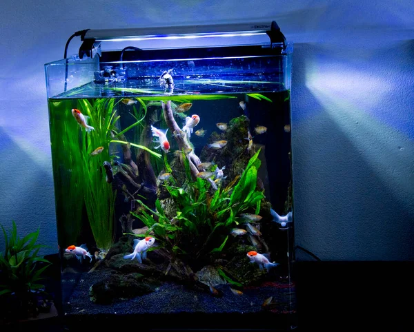 Sötvatten Och Marina Akvarium Med Fisk Växt Räkor Och Mer — Stockfoto