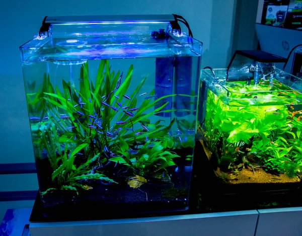 Freshwater and marine Aquarium with fish, plant, schrimp and more