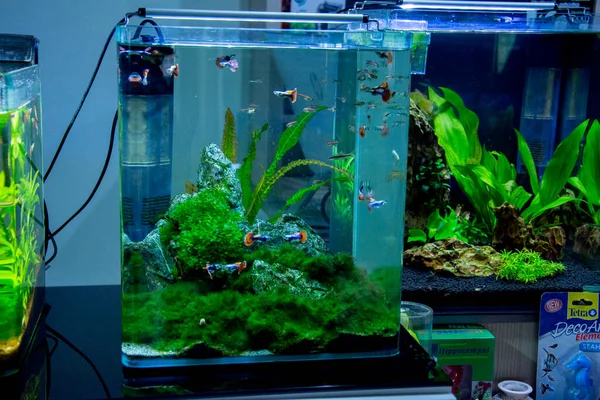 Sötvatten Och Marina Akvarium Med Fisk Växt Räkor Och Mer — Stockfoto