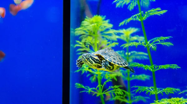 Tatlı Akvaryumu Kaplumbağası Chrysemis Trachemis Akvaryumda Daha Fazla Tür — Stok fotoğraf