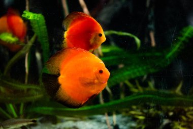 Amazon Nehri 'nden tatlı su akvaryumu balığı simphysodon diski