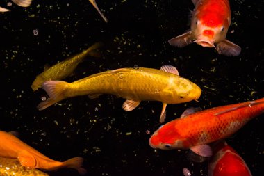Gölet balığı, Asya 'dan KOI sazan balığı, cyprinus carpio