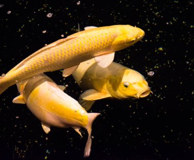 Gölet balığı, Asya 'dan KOI sazan balığı, cyprinus carpio