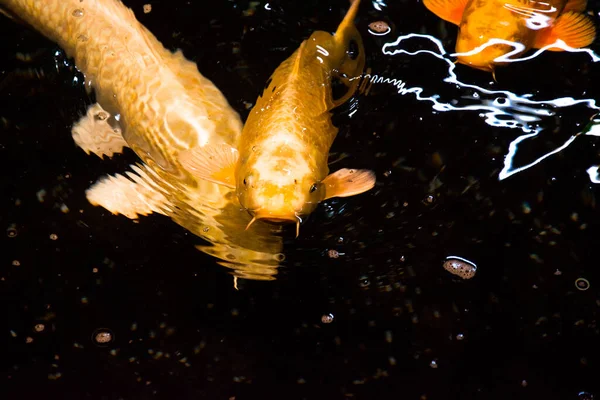 Peixe Lagoa Carpa Koi Ásia Cyprinus Carpio — Fotografia de Stock