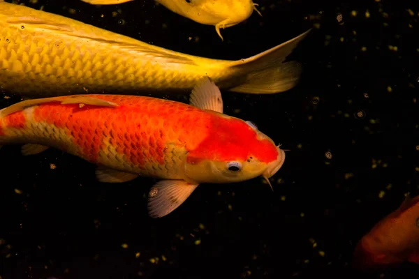 Pond Fish Koi Carp Asia Cyprinus Carpio — Stock Photo, Image