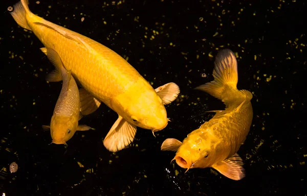 Teichfische Koi Karpfen Aus Asien Cyprinus Carpio — Stockfoto