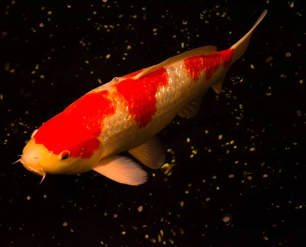 Ikan Pond Koi Ikan Mas Dari Asia Cyprinus Carpio — Stok Foto