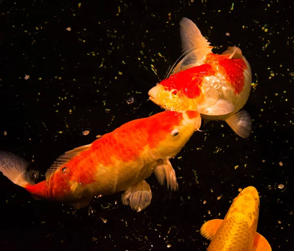 Poisson Étang Carpe Koi Asie Cyprinus Carpio — Photo