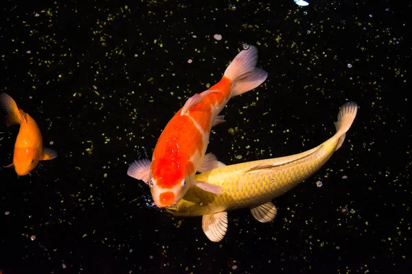 Peixe Lagoa Carpa Koi Ásia Cyprinus Carpio — Fotografia de Stock