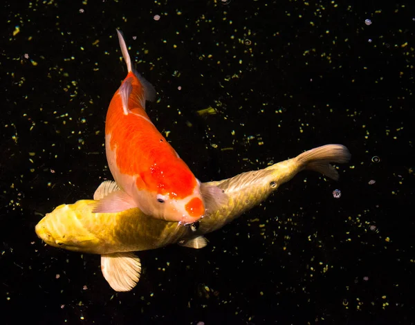 Peixe Lagoa Carpa Koi Ásia Cyprinus Carpio — Fotografia de Stock