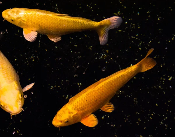 Peixe Lagoa Carpa Koi Ásia Cyprinus Carpio — Fotografia de Stock