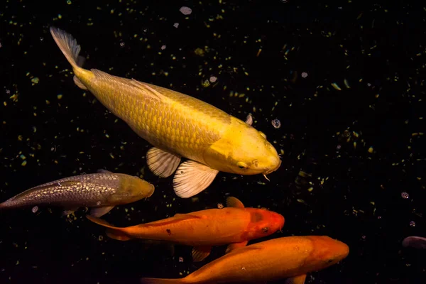 Рыба Прудовая Азиатский Карп Koi Кипринус Карпио — стоковое фото