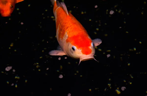 Peixe Lagoa Carpa Koi Ásia Cyprinus Carpio — Fotografia de Stock