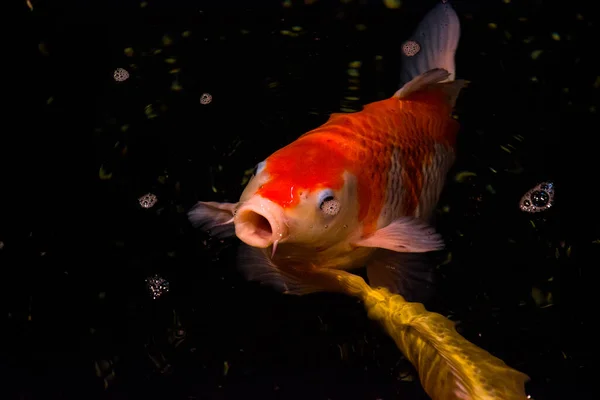 Ryba Jezírku Kapři Asie Cyprinus Carpio — Stock fotografie
