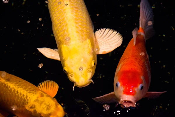 Peixe Lagoa Carpa Koi Ásia Cyprinus Carpio — Fotografia de Stock