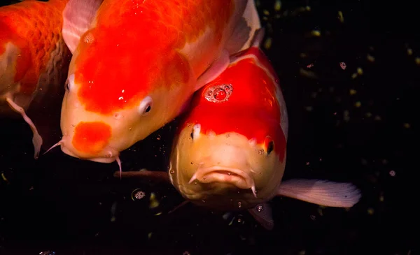 Peixe Lagoa Carpa Koi Ásia Cyprinus Carpio — Fotografia de Stock