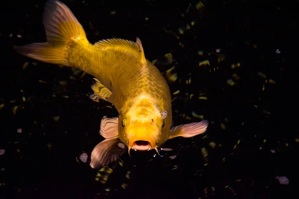 アジア産鯉 シプリヌス カルピオ — ストック写真