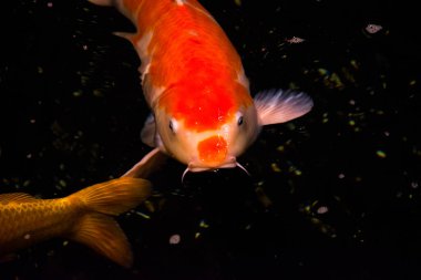 Gölet balığı, Asya 'dan KOI sazan balığı, cyprinus carpio