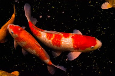 Gölet balığı, Asya 'dan KOI sazan balığı, cyprinus carpio