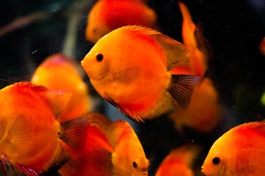 Amazon Nehri 'nden tatlı su akvaryumu balığı simphysodon diski