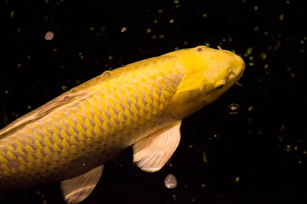 Peixe Lagoa Carpa Koi Ásia Cyprinus Carpio — Fotografia de Stock