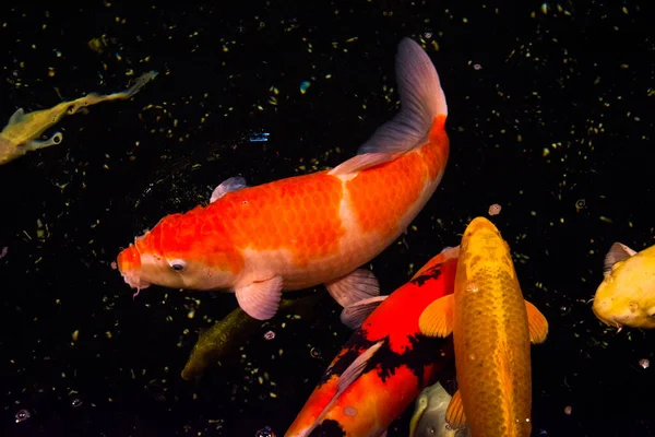 Peixe Lagoa Carpa Koi Ásia Cyprinus Carpio — Fotografia de Stock