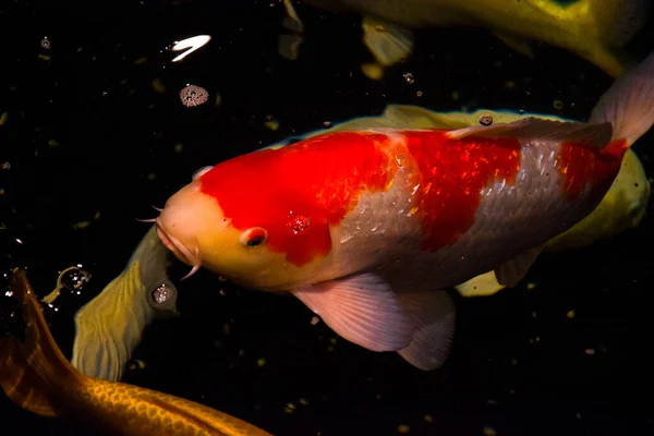 Pond Fish Koi Carp Asia Cyprinus Carpio — Stock Photo, Image