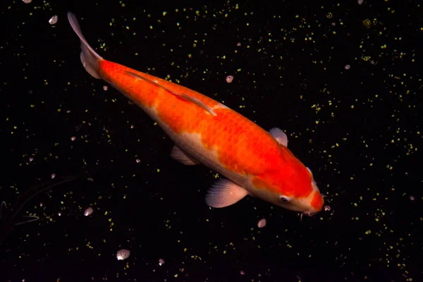 Peixe Lagoa Carpa Koi Ásia Cyprinus Carpio — Fotografia de Stock