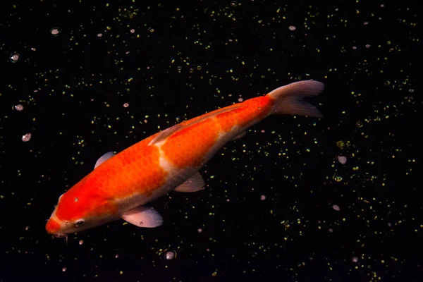 Peixe Lagoa Carpa Koi Ásia Cyprinus Carpio — Fotografia de Stock