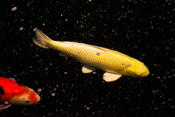 池塘鱼 来自亚洲的Koi鲤鱼 — 图库照片
