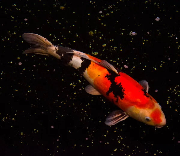 Риба Понт Короп Азії Кіпрітус Карпіон — стокове фото