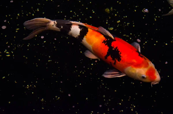 Peixe Lagoa Carpa Koi Ásia Cyprinus Carpio — Fotografia de Stock