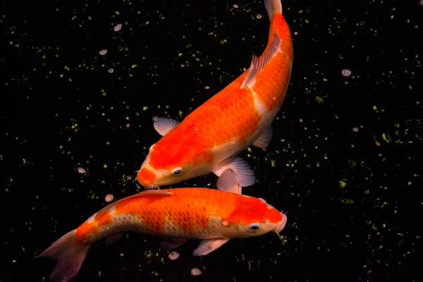 Gölet balığı, Asya 'dan KOI sazan balığı, cyprinus carpio