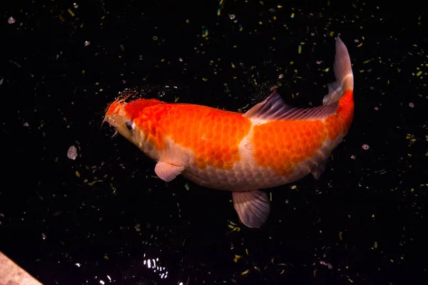 Peixe Lagoa Carpa Koi Ásia Cyprinus Carpio — Fotografia de Stock