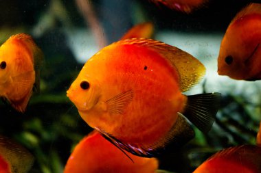 Amazon Nehri 'nden tatlı su akvaryumu balığı simphysodon diski