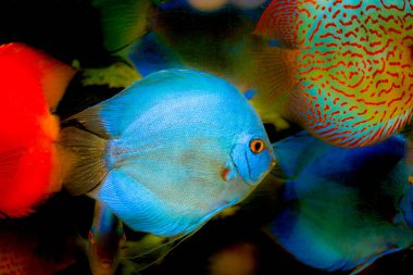 Amazon Nehri 'nden tatlı su akvaryumu balığı simphysodon diski